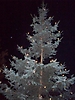Weihnachtsbaum aufstellen 2008_20