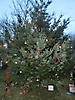 Weihnachtsbaum aufstellen 2012_6