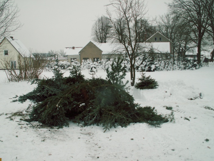 Weihnachtsbaum verbrennen 2010_5